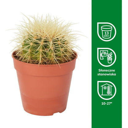 GoodHome kaktus 12 cm