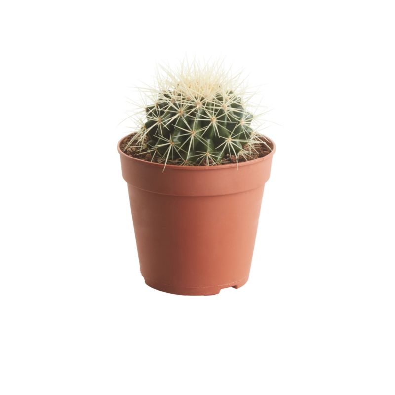 GoodHome kaktus 12 cm