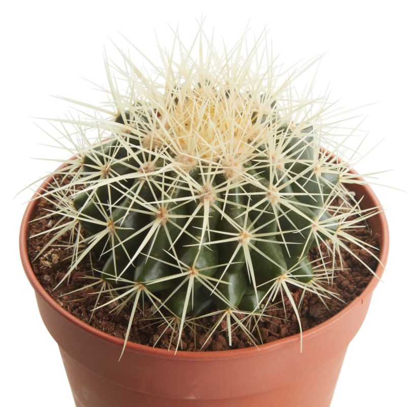 GoodHome kaktus 12 cm