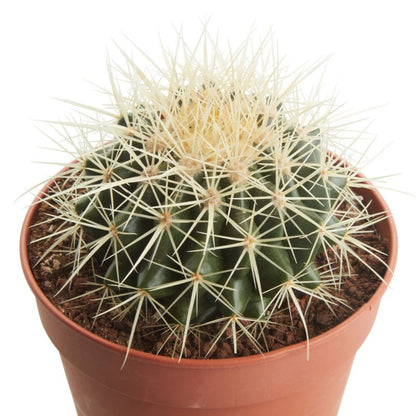 GoodHome kaktus 12 cm