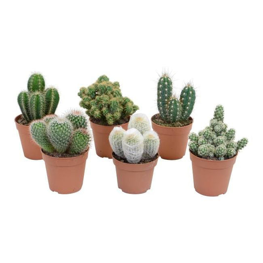 GoodHome kaktus 5,5 cm