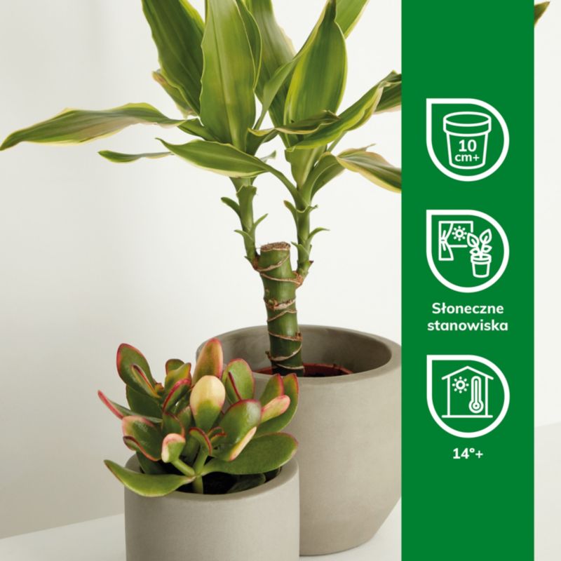 Kaktus og sukkulenter GoodHome 9 cm