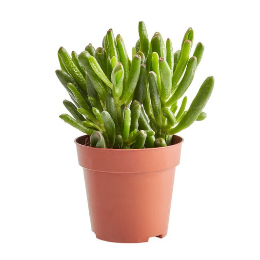 Kaktus og sukkulenter GoodHome 9 cm