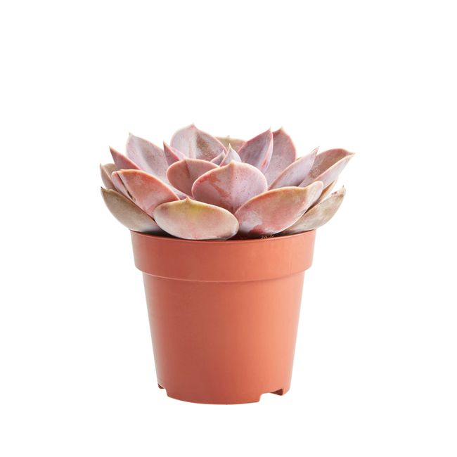 Kaktus og sukkulenter GoodHome 9 cm
