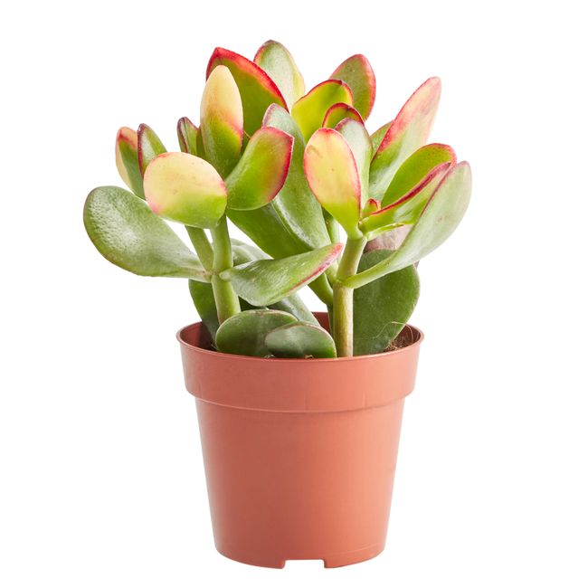 Kaktus og sukkulenter GoodHome 9 cm