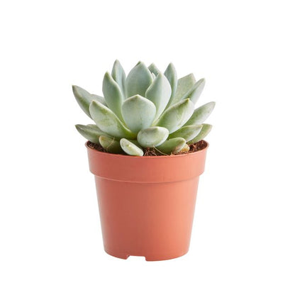 Kaktus og sukkulenter GoodHome 9 cm