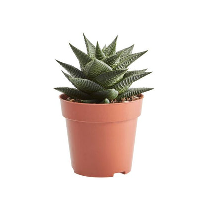 Kaktus og sukkulenter GoodHome 9 cm