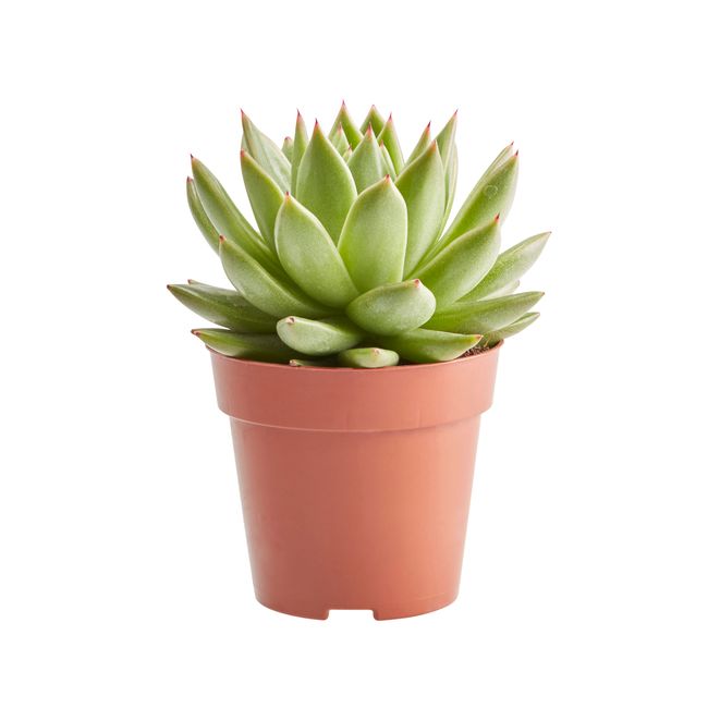 Kaktus og sukkulenter GoodHome 9 cm
