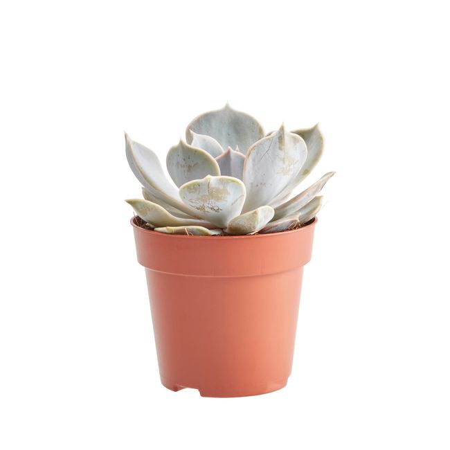Kaktus og sukkulenter GoodHome 9 cm