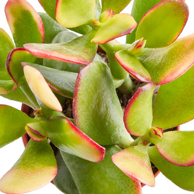 Kaktus og sukkulenter GoodHome 9 cm