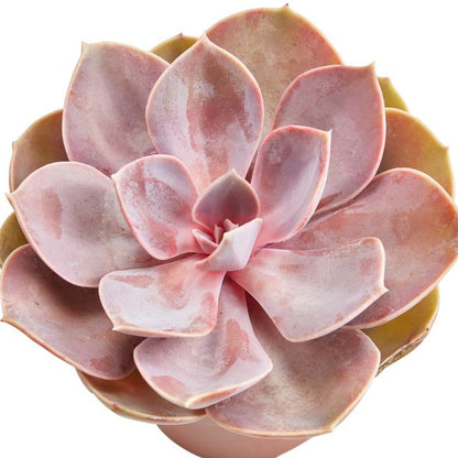 Kaktus og sukkulenter GoodHome 9 cm