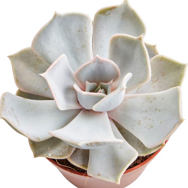 Kaktus og sukkulenter GoodHome 9 cm