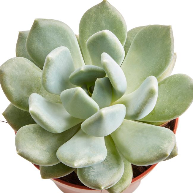 Kaktus og sukkulenter GoodHome 9 cm