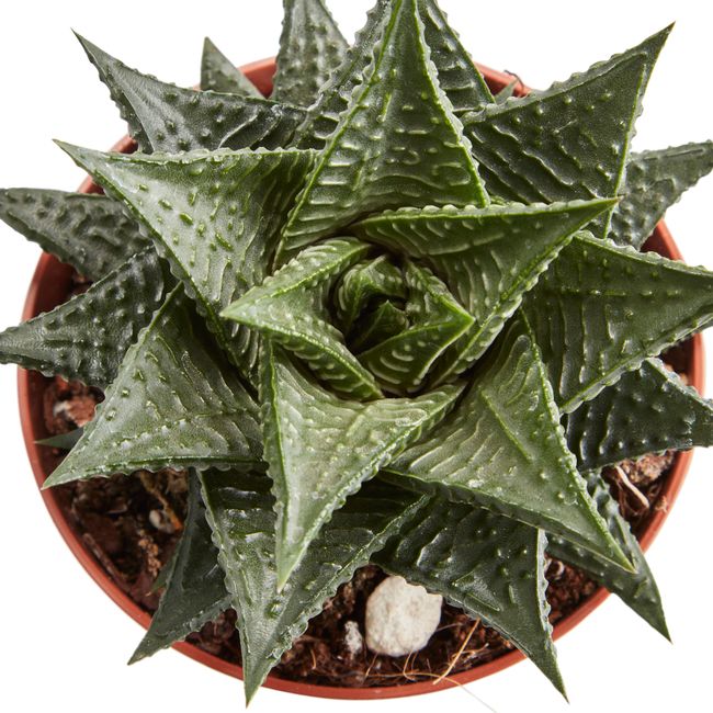Kaktus og sukkulenter GoodHome 9 cm