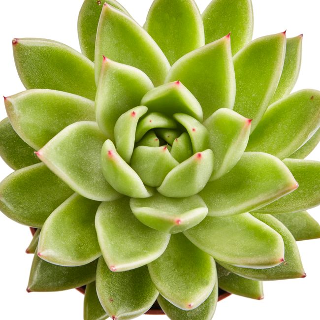 Kaktus og sukkulenter GoodHome 9 cm