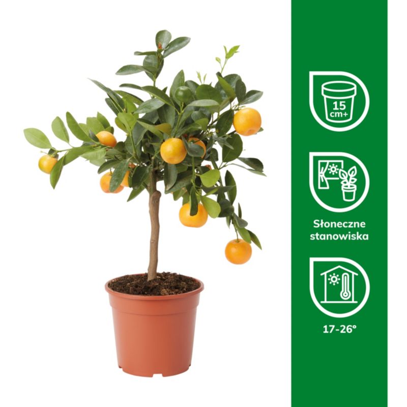 Kalamondin GoodHome 14 cm