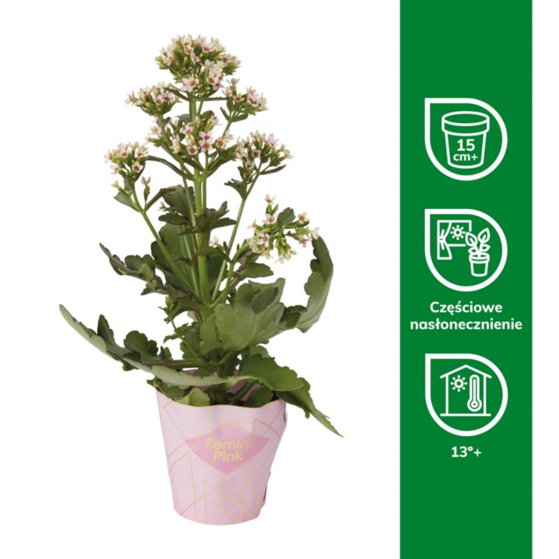 Kalanchoe Flaming Katy mix 14 cm
