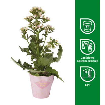 Kalanchoe Flaming Katy mix 14 cm