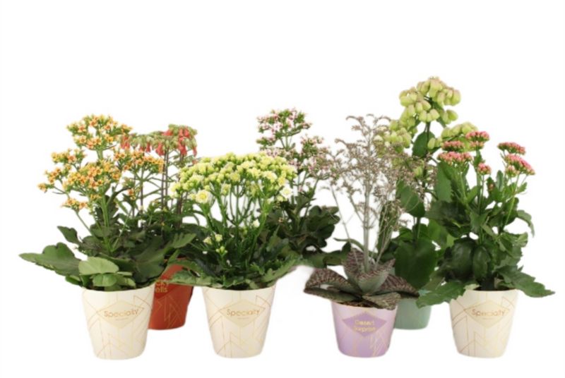 Kalanchoe Flaming Katy mix 14 cm