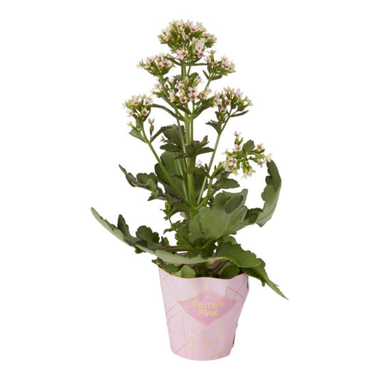 Kalanchoe Flaming Katy mix 14 cm