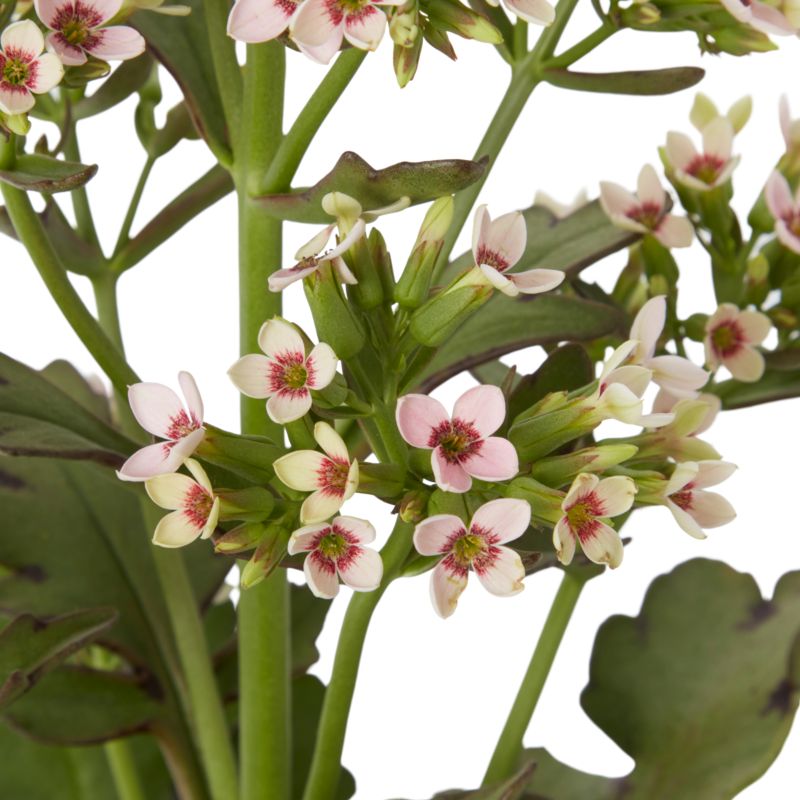 Kalanchoe Flaming Katy mix 14 cm