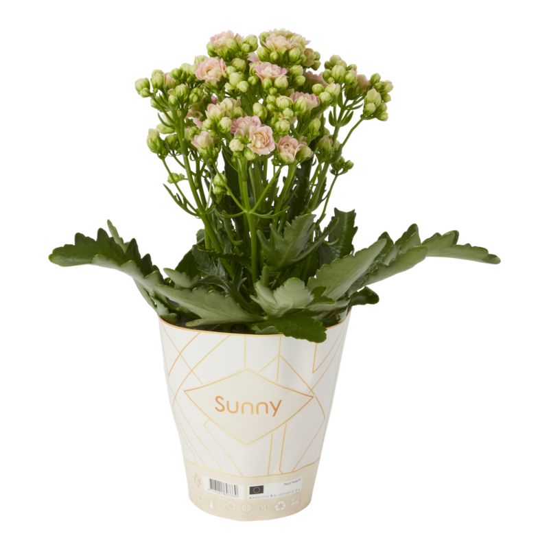 Kalanchoe Flaming Katy mix 14 cm
