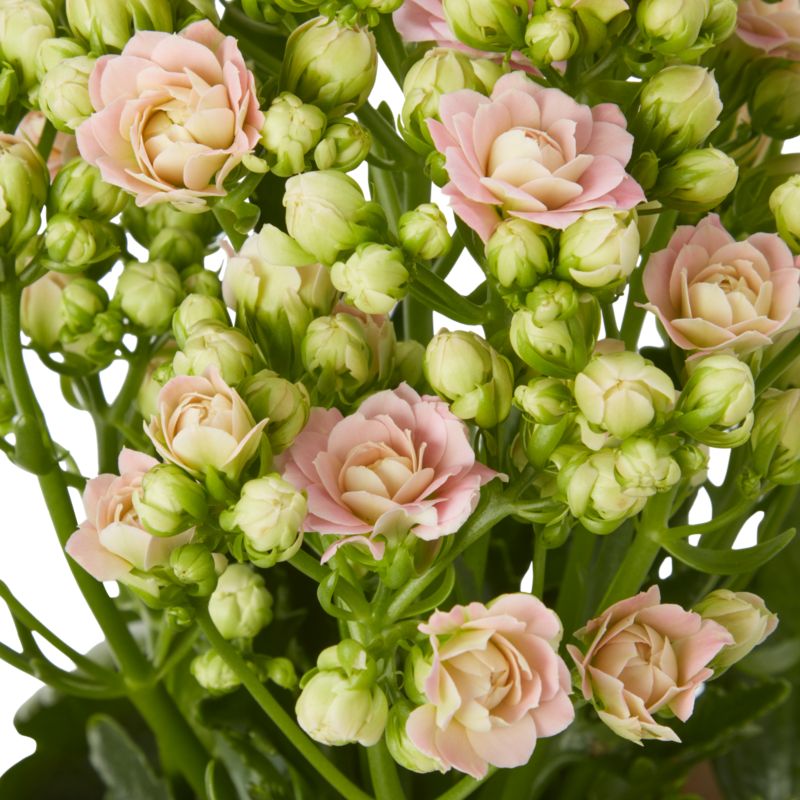 Kalanchoe Flaming Katy mix 14 cm