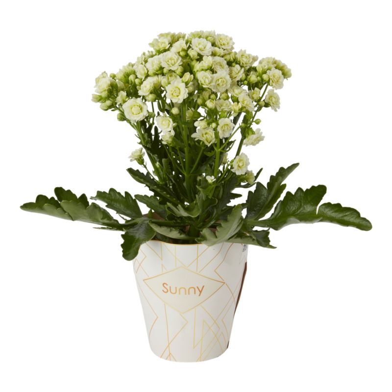 Kalanchoe Flaming Katy mix 14 cm