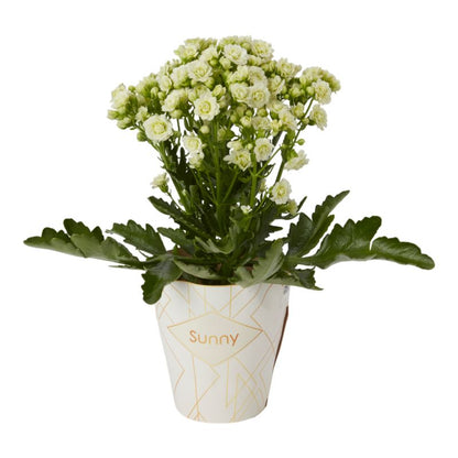 Kalanchoe Flaming Katy mix 14 cm