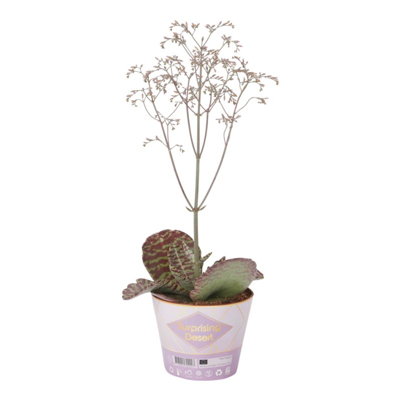 Kalanchoe Flaming Katy mix 14 cm