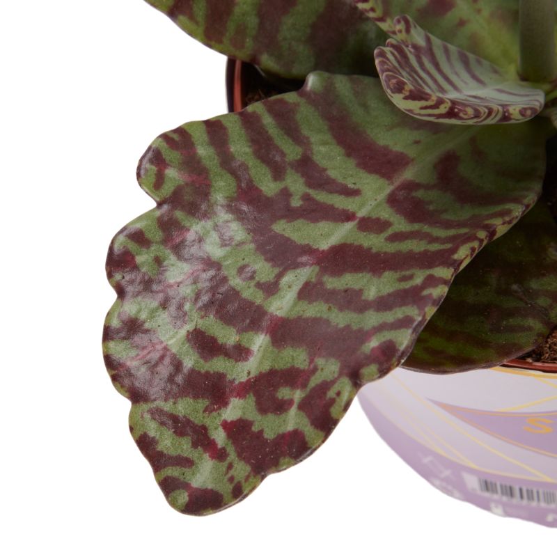 Kalanchoe Flaming Katy mix 14 cm