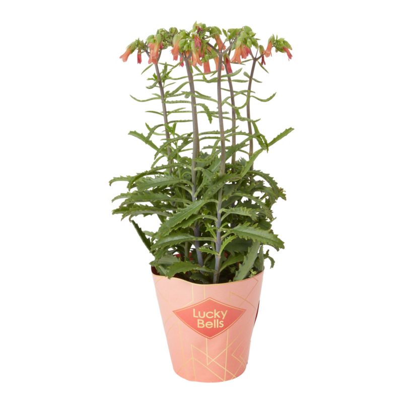 Kalanchoe Flaming Katy mix 14 cm