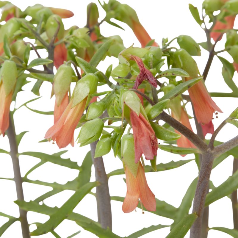 Kalanchoe Flaming Katy mix 14 cm
