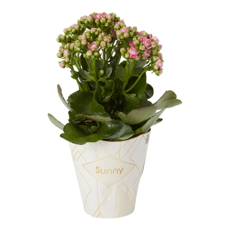 Kalanchoe Flaming Katy mix 14 cm
