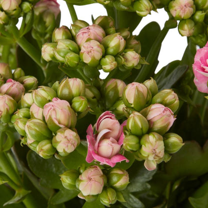 Kalanchoe Flaming Katy mix 14 cm