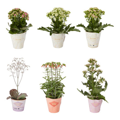 Kalanchoe Flaming Katy mix 14 cm