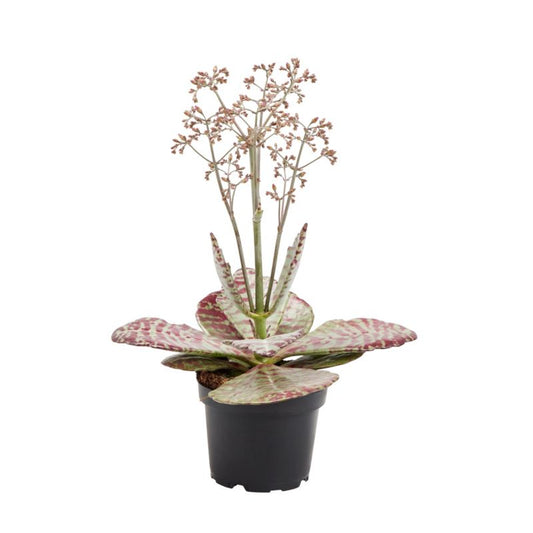 Kalanchoe GoodHome 10,5 cm 2 – nem og dekorativ stueplante