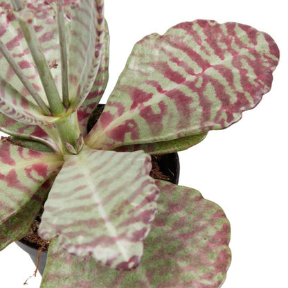Kalanchoe GoodHome 10,5 cm 2 – nem og dekorativ stueplante