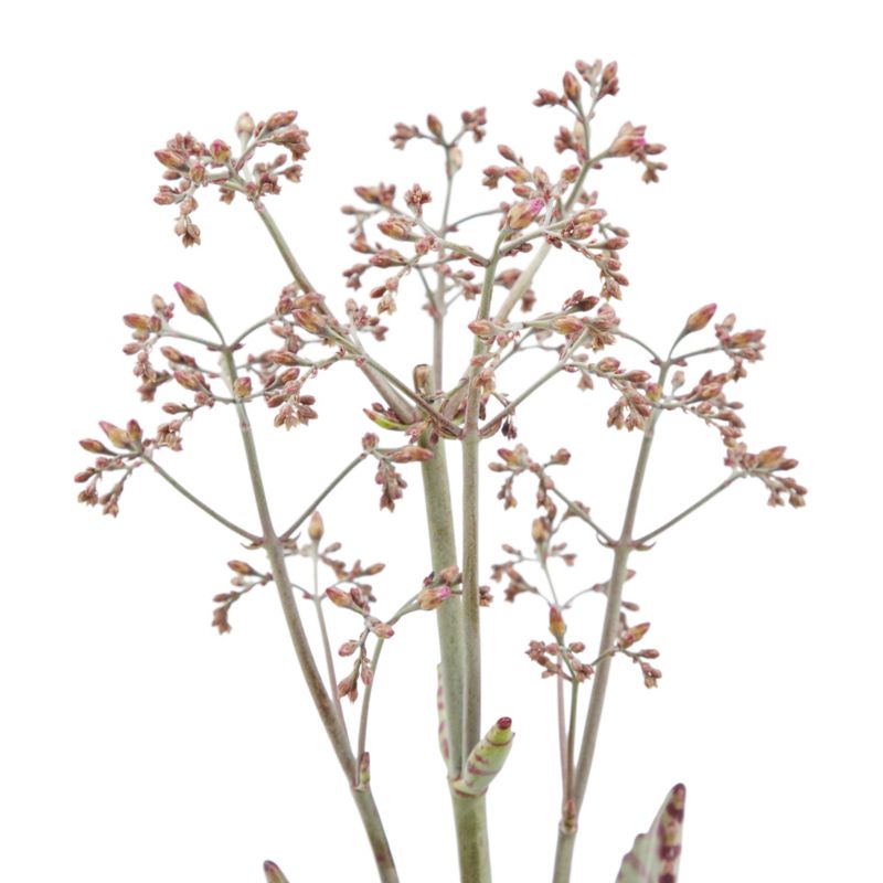 Kalanchoe GoodHome 10,5 cm 2 – nem og dekorativ stueplante