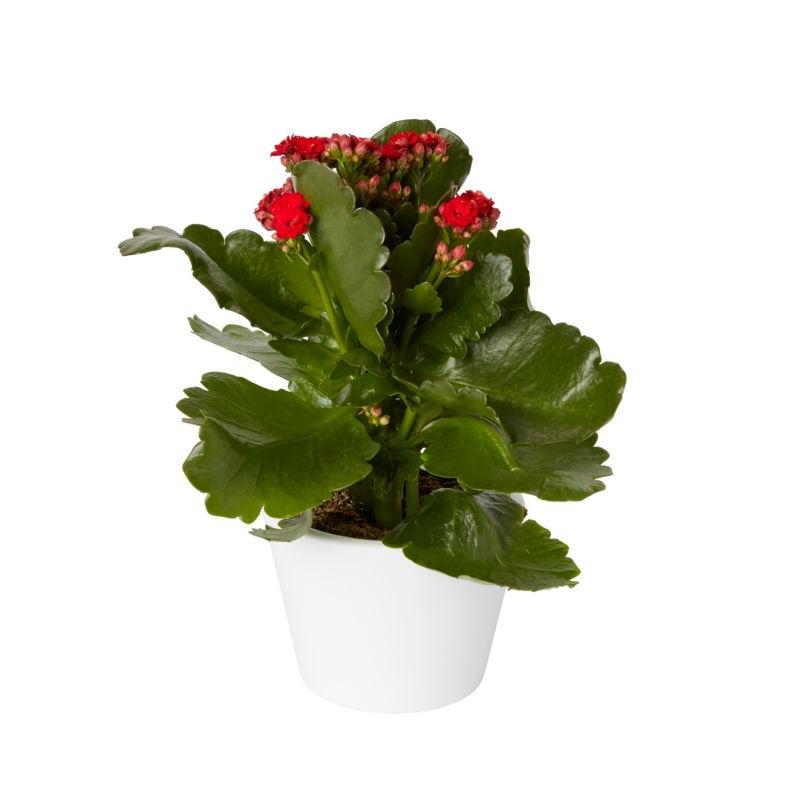 Kalanchoe GoodHome 10,5 cm