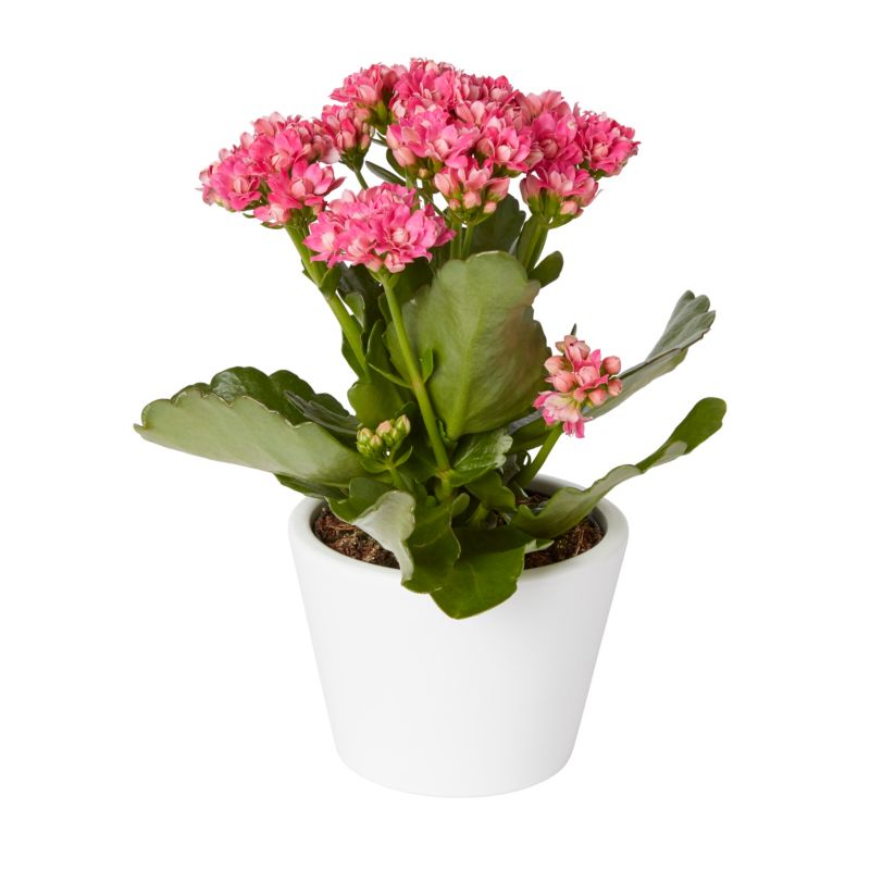 Kalanchoe GoodHome 10,5 cm