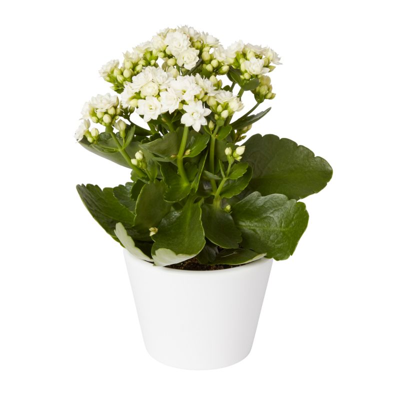 Kalanchoe GoodHome 10,5 cm