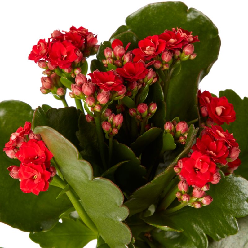 Kalanchoe GoodHome 10,5 cm