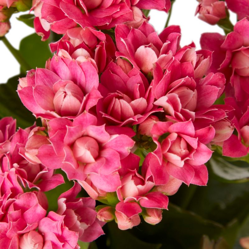 Kalanchoe GoodHome 10,5 cm