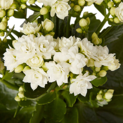 Kalanchoe GoodHome 10,5 cm