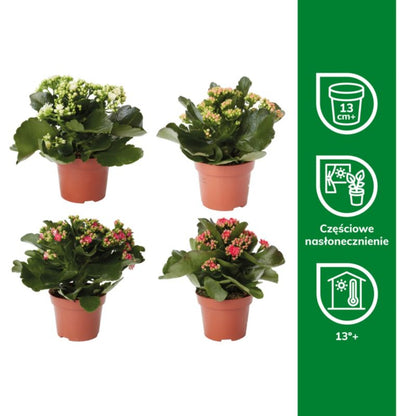 Kalanchoe GoodHome 12 cm