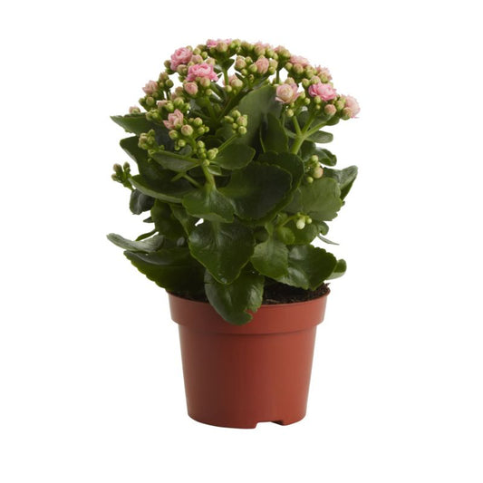 Kalanchoe GoodHome 12 cm