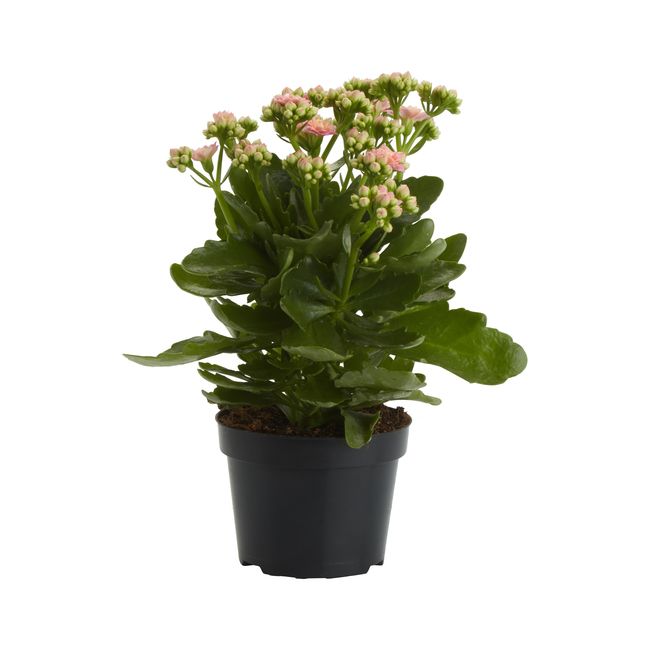 Kalanchoe GoodHome 12 cm