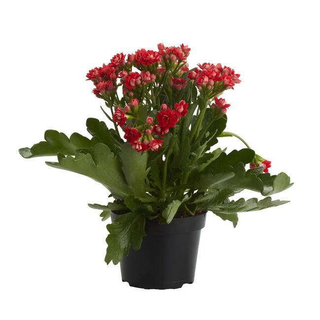 Kalanchoe GoodHome 12 cm