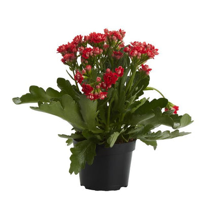 Kalanchoe GoodHome 12 cm